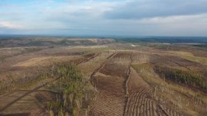 Участки компенсационного лесовосстановления