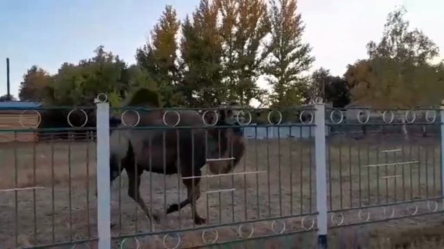 верблюд