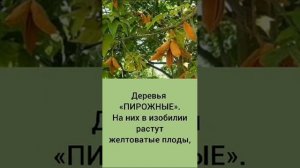 Господь с Любовью столько всего создал для людей! Слава Богу за всë!❤ Прислали по ватсап! Делюсь!