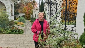 Осенняя обрезка ивы японской Хакуро Нишики.Возможность начеренковать к весне.