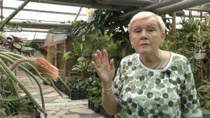 Царица ночи.