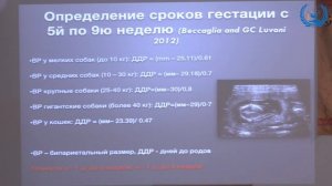 Елена Андреевна КАДОЧНИКОВА в УЦ «Зоовет» | ч. 1