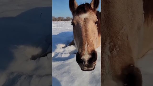 Не верьте коту и лошадкам! Они уже покушали  вечно голодные зверюшки на #конюшнямечты #эквитерра