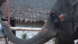 #Таиланд-скачем на слонах.Thailand Elephant Ride