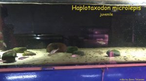 Haplotaxodon  microlepis