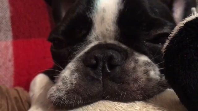 Французский бульдог смотреть онлайн