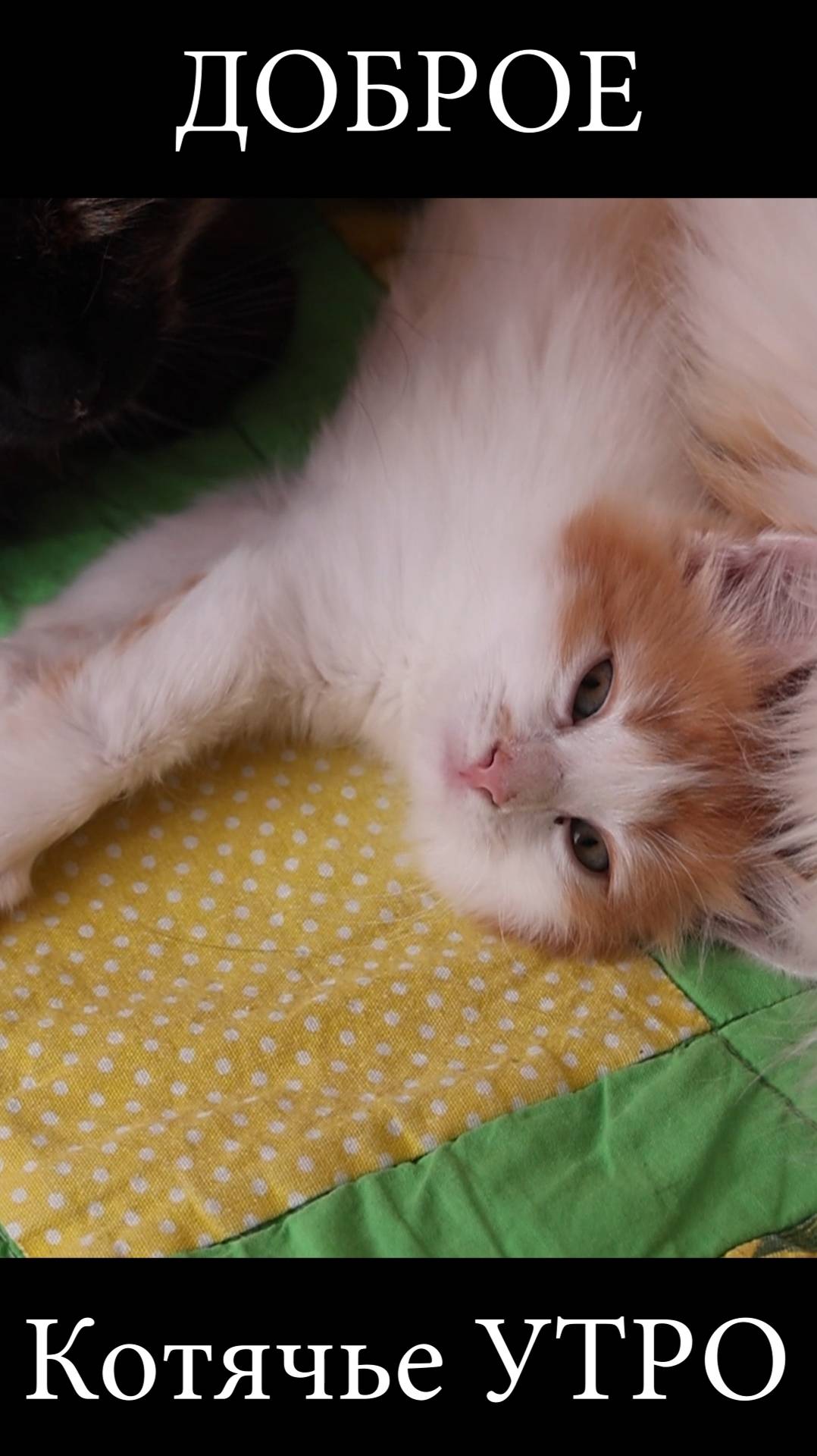 Доброе Котячье Утро!