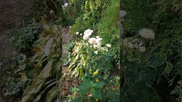 Как зимуют мои саженцы хвойных на Вологодчине. ГАЛИСАД