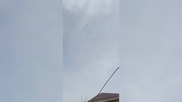 Голуби Кыргызстана. Тасманы Ивана, Бишкек