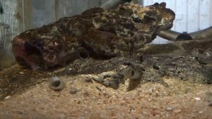 Neolamprologus signatus & Neocaridina davidi var. red Gigant