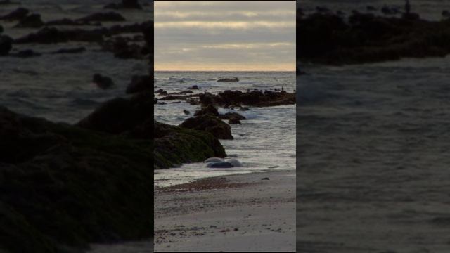Тюлени прыгают и кувыркаются на берегу, радуясь морю и солнцу