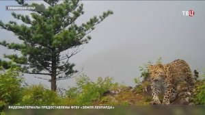 Леопардица Герда попала в объектив фотоловушки вместе с одним из детенышей / События на ТВЦ