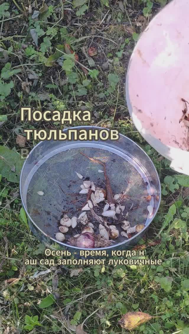 Посадка тюльпанов осенью в корзины или сетки #тюльпаны #shorts