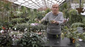 Эсхинантус и Колумнея.