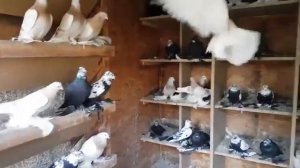 Голуби Кептерлер" Кабутар" Каботар" Pigeons" Pigeon"