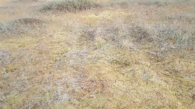 Болотоход по мягкому ковру