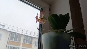 это Кошмар,  опять беда с глазами,  но дела никто не отменял,какие лампы купила объясняю по поводу