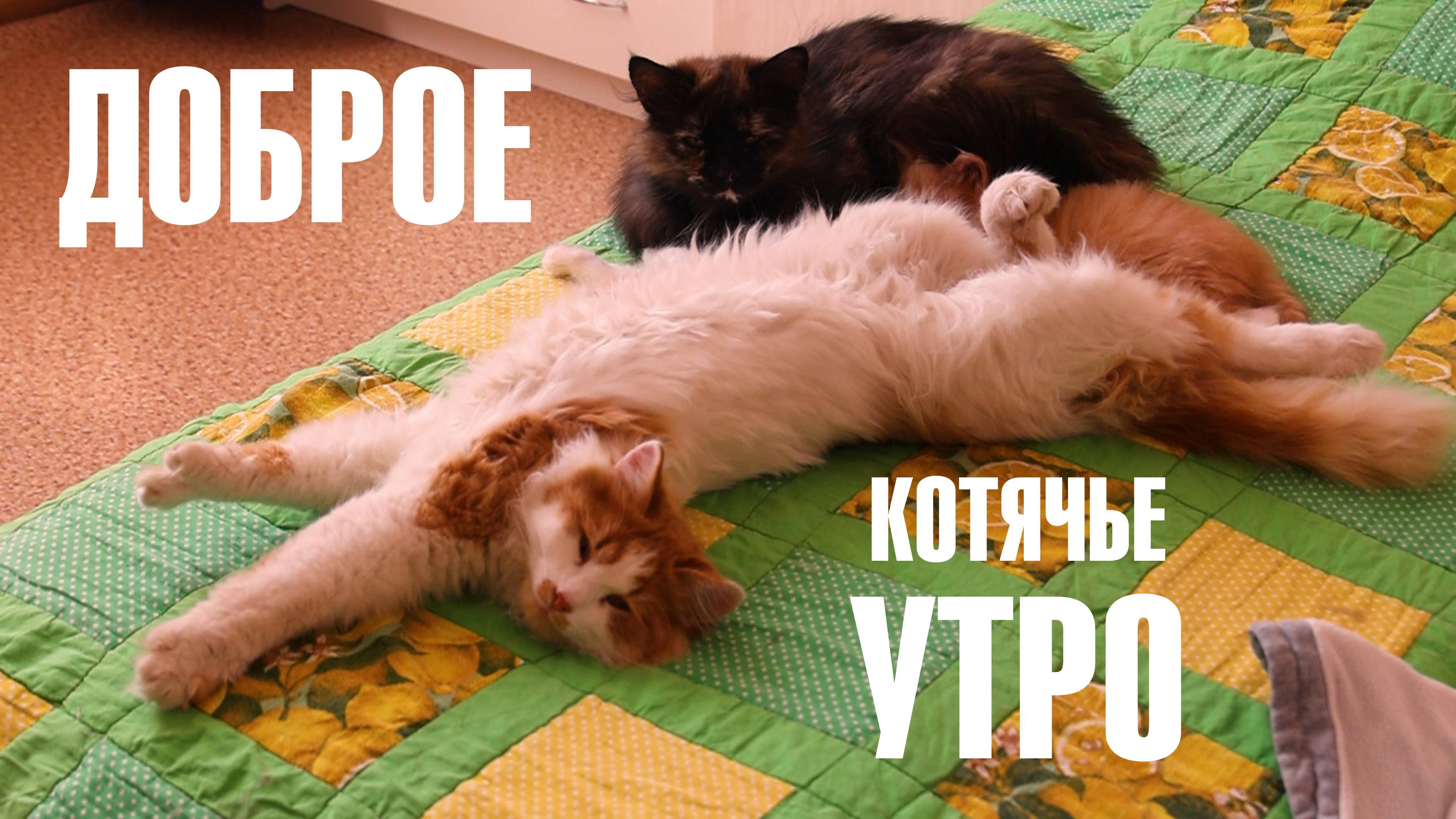 Доброе Котячье Утро!