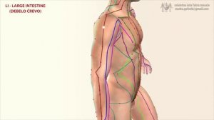 2. МЕРИДИАН ТОЛСТОЙ КИШКИ