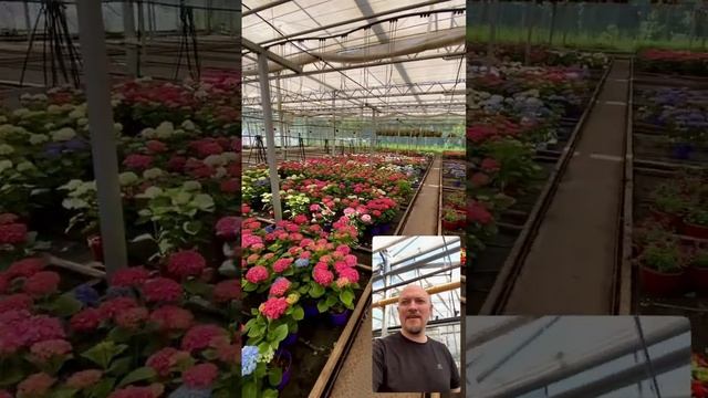 Гортензия крупнолистная в Подмосковье #питомник #тимирязевский #агроном