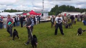 Парад собак на 100й юбилейной Нижегородской областной выставке охотничьих собак 2023г.