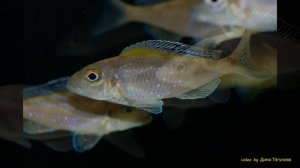 Xenotilapia spilopterus Lyamembe & Xenotilapia papilio Tembwe