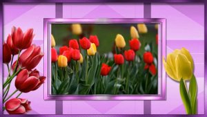 Проект Proshow Producer "Мелодия тюльпанов"