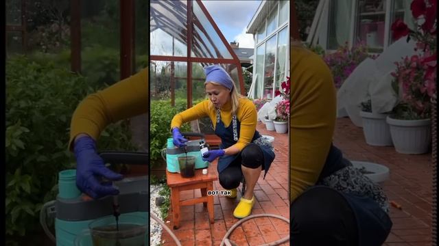 Чистота в теплице — залог здорового урожая в следующем сезоне!