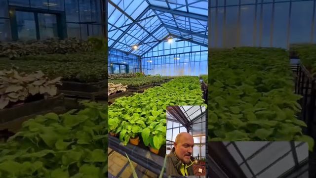 Гортензия крупнолистная к #8марта #питомник #тимирязевский #nursery #plants #агроном #shorts