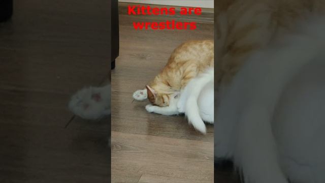 Котята — борцы 2024. Шорты.