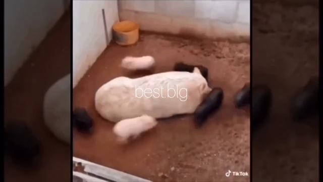 НОВОГОДНИЙ ПРИКОЛ.ВИДЕО
