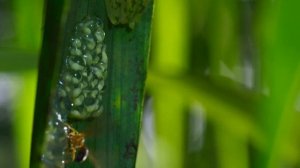 Стеклянная лягушка.