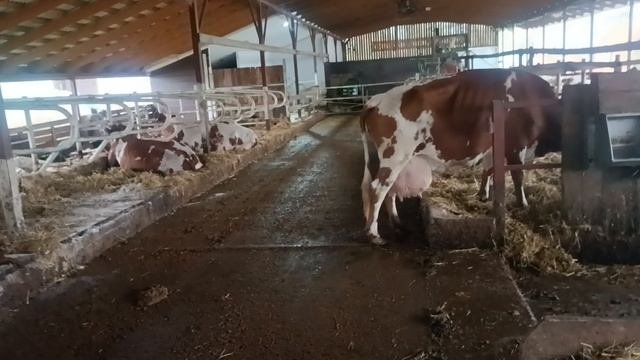 Профилактика маститов в демисезонный период
