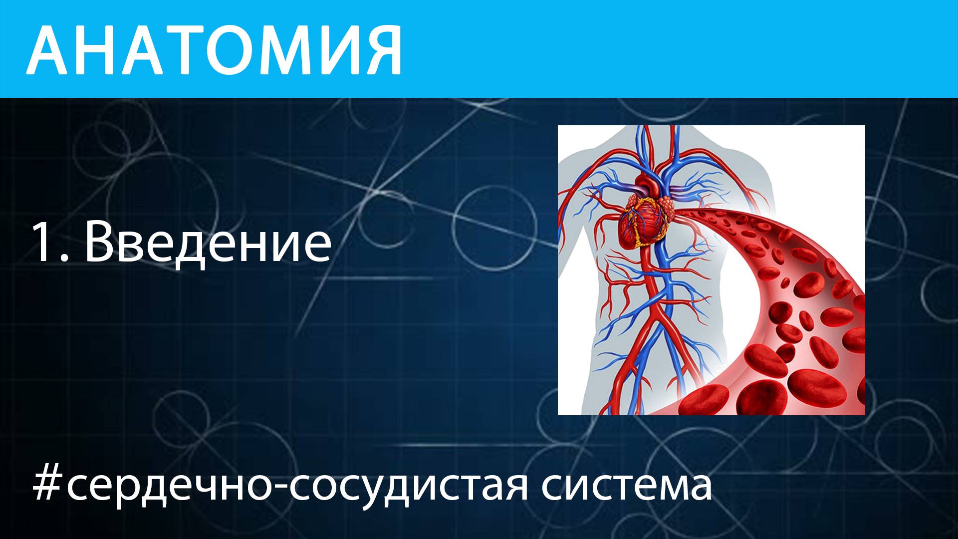 Анатомия: Сердечно-сосудистая система человека. Введение