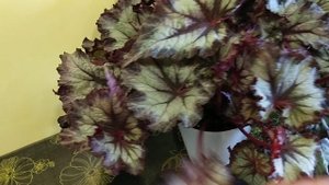 Мои взрослые бегонии