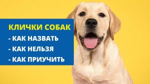 Клички собак. Как назвать щенка? Как приучить щенка к кличке?