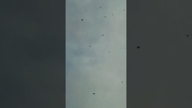 Узбекские голуби на Игру на тягу винт и прочие другое,UZBEK KABUTARIMIS ENC CHROLI OIN DUNYA BOICHA смотреть онлайн