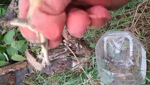 ловля ящерицы