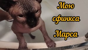 Мою сфинкса Марса