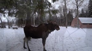 Сумароковская лосиная ферма, январь 2020 год | Лосеферма в Костроме