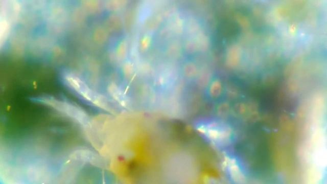 Acaro rojo, Visto desde un Microscopio de bolsillo 100-250X (CARSON) смотреть онлайн