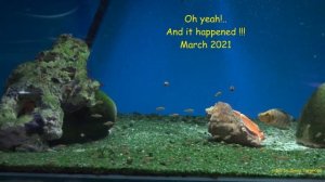 Altolamprologus compressiceps "Golden head" Mutondwe with fry