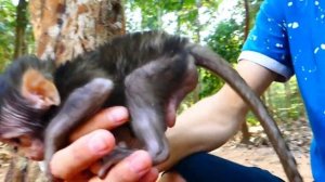 Wow Baby monkey Lucas miss Papa, baby monkey Lucas play with Papa