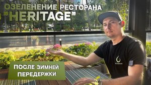 ОЗЕЛЕНЕНИЕ ВЕРАНДЫ после зимней передержки