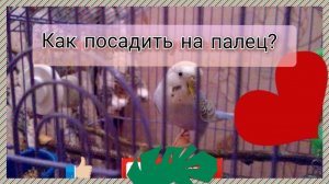 Как заставить Волнистого Попугая сесть Вам на палец и доверять вам? Приручаем попугая сесть на палец