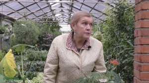 Ятрофа (лат. Jatropha) — род семейства Молочайные.