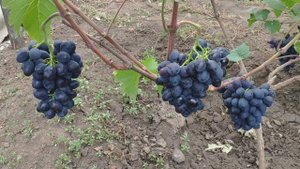 Виноград Краса Балок 2020г.