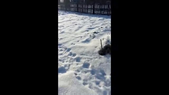 Обзор дачи, начало. 2020