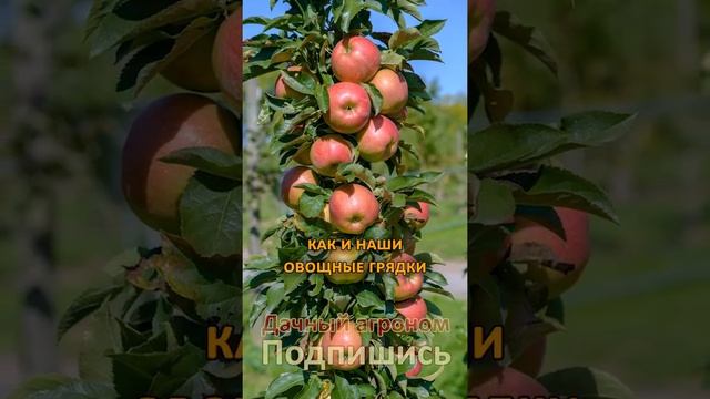 Колонновидная яблоня не плодоносит ЧТО ДЕЛАТЬ?