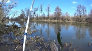 Щука после нереста. Трофей малой реки с первого заброса. Активный клев щуки.